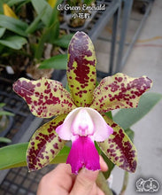 Načíst obrázek do prohlížeče Galerie, Cattleya . Green Emerald Voňvá velky kvety 10 cm
