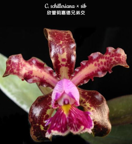 Cattleya schilleriana  voňavá  DOSTUPNÉ V 2. POLOVINĚ DUBNA!!!