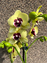 Lade das Bild in den Galerie-Viewer, Phalaenopsis Limited G25
