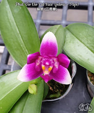 Načíst obrázek do prohlížeče Galerie, Phalaenopsis Vio Vio &#39;Cat Face&#39; (peloric - 3 lips) - voňavá  {B7}
