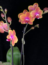 Načíst obrázek do prohlížeče Galerie, Phalaenopsis Sogo Lawrence voňavá
