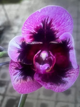 Načíst obrázek do prohlížeče Galerie, Phal. Magic Purple = Dtps Fuller&#39;s (Phal Ever Spring King × OX Black) {5892}
