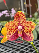 Załaduj obraz do przeglądarki galerii, Phalaenopsis.Chienlung Black Parrot
