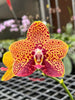 Phalaenopsis.Chienlung Black Parrot