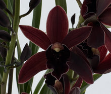 Lade das Bild in den Galerie-Viewer, Cymbidium Cali Night {Dark To Black} AUF BESTELLUNG – VERFÜGBAR NACH DEM 27.3.!!!
