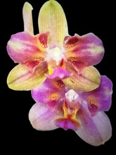 Načíst obrázek do prohlížeče Galerie, Phal. Profar Rainbow Smile Perfume {5302}
