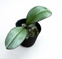 Lade das Bild in den Galerie-Viewer, Phalaenopsis sanderiana 'Silver Leaves' rare botanical orchids
