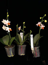 Lade das Bild in den Galerie-Viewer, Phalaenopsis Mini Mark 9 cm Topf
