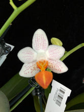 Načíst obrázek do prohlížeče Galerie, Phalaenopsis Mini Mark
