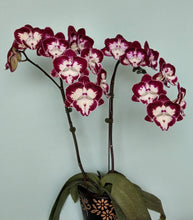 Načíst obrázek do prohlížeče Galerie, Phal. Darma N4909 Dharma
