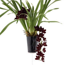 Lade das Bild in den Galerie-Viewer, Cymbidium Kiwi Mitternacht
