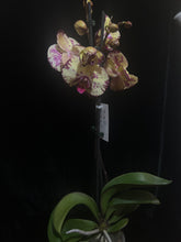 Lade das Bild in den Galerie-Viewer, Phalaenopsis crown  velký květy
