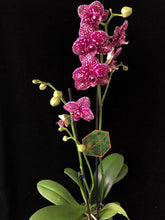 Lade das Bild in den Galerie-Viewer, Phalaenopsis Wildkatze (Herzstamm)
