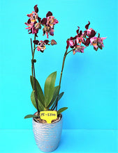 Načíst obrázek do prohlížeče Galerie, Phal. Dragon Stars - Peloric PF-5300
