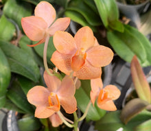 Načíst obrázek do prohlížeče Galerie, Vandaenopsis. Asconopsis Irene Dobkin
