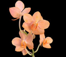 Načíst obrázek do prohlížeče Galerie, Vandaenopsis. Asconopsis Irene Dobkin
