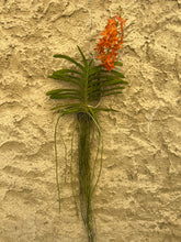 Načíst obrázek do prohlížeče Galerie, Vanda new orange Sleva
