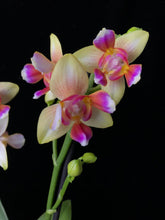 Lade das Bild in den Galerie-Viewer, Phalaenopsis I-Hsin Venus Peloric / Phalaenopsis Spunky - RABATT!
