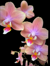 Lade das Bild in den Galerie-Viewer, Phalaenopsis mtf Odorion Parfüm {Süß duftend} Rabatt
