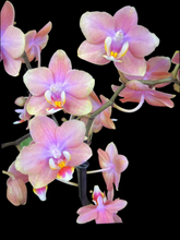 Lade das Bild in den Galerie-Viewer, Phalaenopsis mtf Odorion Parfüm {Süß duftend} Rabatt
