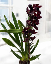 Lade das Bild in den Galerie-Viewer, Cymbidium Cali Night {Dark To Black} AUF BESTELLUNG – VERFÜGBAR NACH DEM 27.3.!!!
