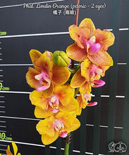 Načíst obrázek do prohlížeče Galerie, Phal.Lioulin Orange {Peloric 2 eyes} -{5057} VONÍCÍ
