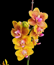 Načíst obrázek do prohlížeče Galerie, Phal.Lioulin Orange {Peloric 2 eyes} -{5057} VONÍCÍ
