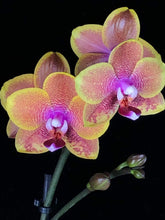 Načíst obrázek do prohlížeče Galerie, Phalaenopsis Sogo Lawrence voňavá
