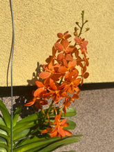 Načíst obrázek do prohlížeče Galerie, Vanda new orange Sleva
