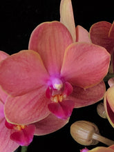 Načíst obrázek do prohlížeče Galerie, Phalaenopsis Multifl. &#39;Paprika&#39; Exclusivo  {může lehounce vonět}

