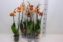 Lade das Bild in den Galerie-Viewer, Phalaenopsis Exotic Punch
