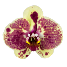 Lade das Bild in den Galerie-Viewer, Phalaenopsis Exotic Punch
