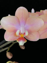 Lade das Bild in den Galerie-Viewer, Phalaenopsis mtf Odorion Parfüm {Süß duftend} Rabatt
