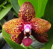 Načíst obrázek do prohlížeče Galerie, Phal. Zheng Min Smaragdine
