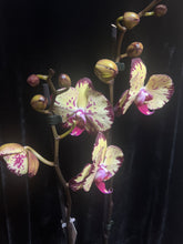 Lade das Bild in den Galerie-Viewer, Phalaenopsis crown  velký květy
