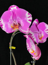 Lade das Bild in den Galerie-Viewer, Phalaenopsis Fontano Swarovski Nr. 9
