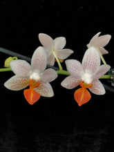 Lade das Bild in den Galerie-Viewer, Phalaenopsis Mini Mark 9 cm Topf
