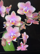 Lade das Bild in den Galerie-Viewer, Phalaenopsis mtf Odorion Parfüm {Süß duftend} Rabatt
