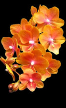 Načíst obrázek do prohlížeče Galerie, Phal. NCK Big Lip Orange N0707
