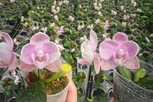 Lade das Bild in den Galerie-Viewer, Phal.(schillerianax Tying Shin jungle)
