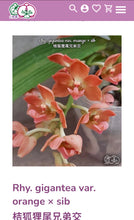 Załaduj obraz do przeglądarki galerii, Rhy. gigantea var. orange × sib Fragrance
