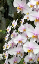 Załaduj obraz do przeglądarki galerii, Phal schilleriana x philippinensis
