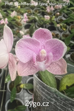 Lade das Bild in den Galerie-Viewer, Phal.(schillerianax Tying Shin jungle)
