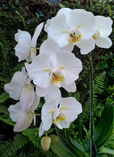Lade das Bild in den Galerie-Viewer, Phalaenopsis.Liu’s Pale Micholitzii ‘ES’ X Sogo Yukidian
