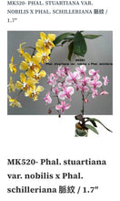 Lade das Bild in den Galerie-Viewer, PHAL. STUARTIANA VAR. NOBILIS X PHAL. SCHILLERIANA
