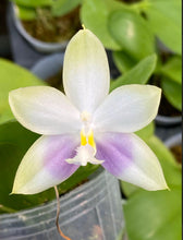 Načíst obrázek do prohlížeče Galerie, Phal. Lioulin Blue Jenny x Yaphon Blue Jewel - KM3444
