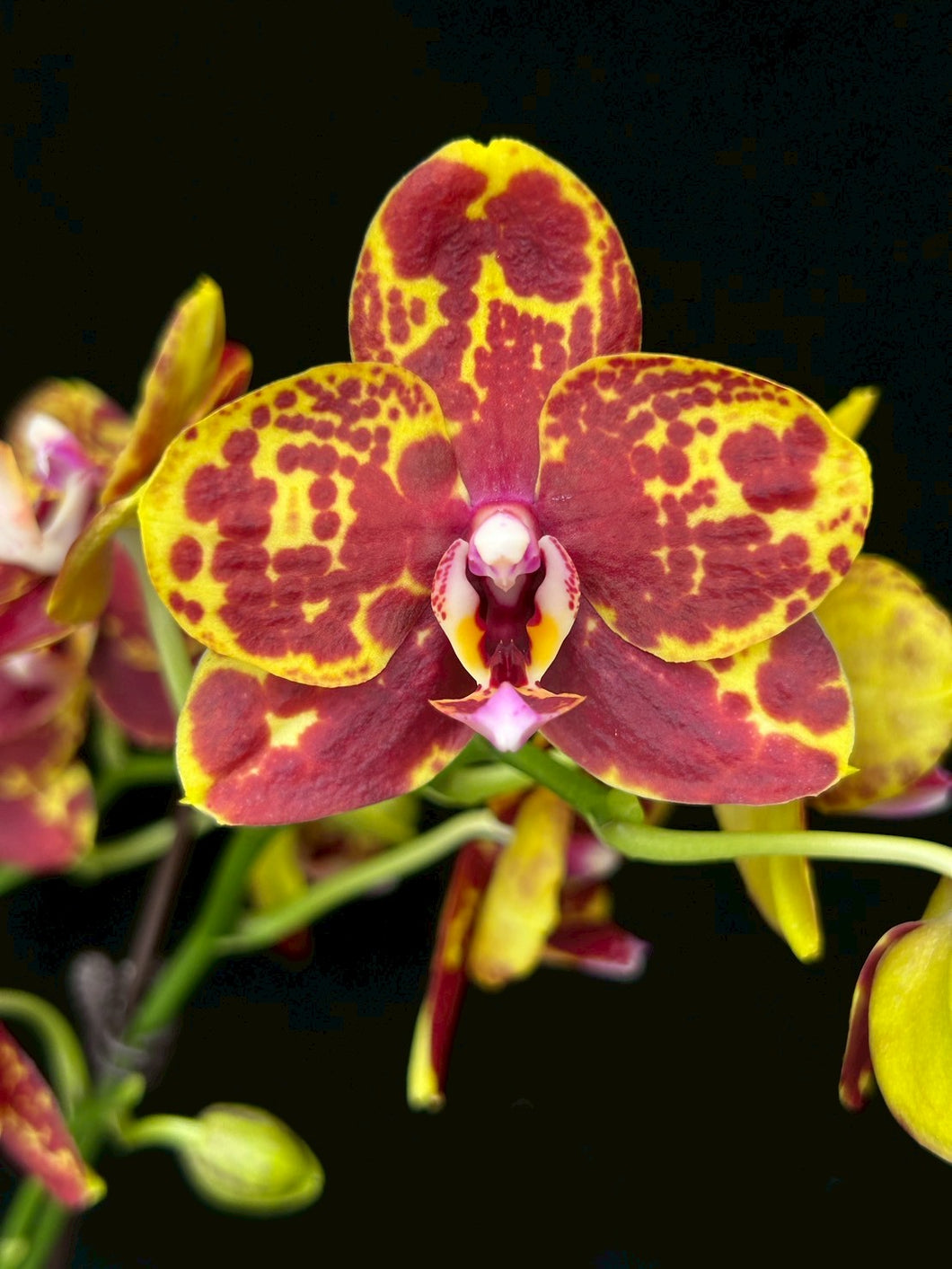 Phal. Green World 'Saneskin'