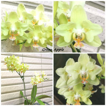 Načíst obrázek do prohlížeče Galerie, Phal.Green apple Peloric
