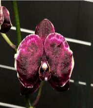 Lade das Bild in den Galerie-Viewer, Phalaenopsis NCK Black
