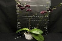 Lade das Bild in den Galerie-Viewer, Phalaenopsis NCK Black
